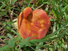 Russula aurea