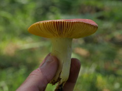 Russula aurea