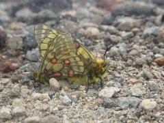 Parnassius eversmanni daisetsuzanus