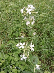 Saponaria officinalis