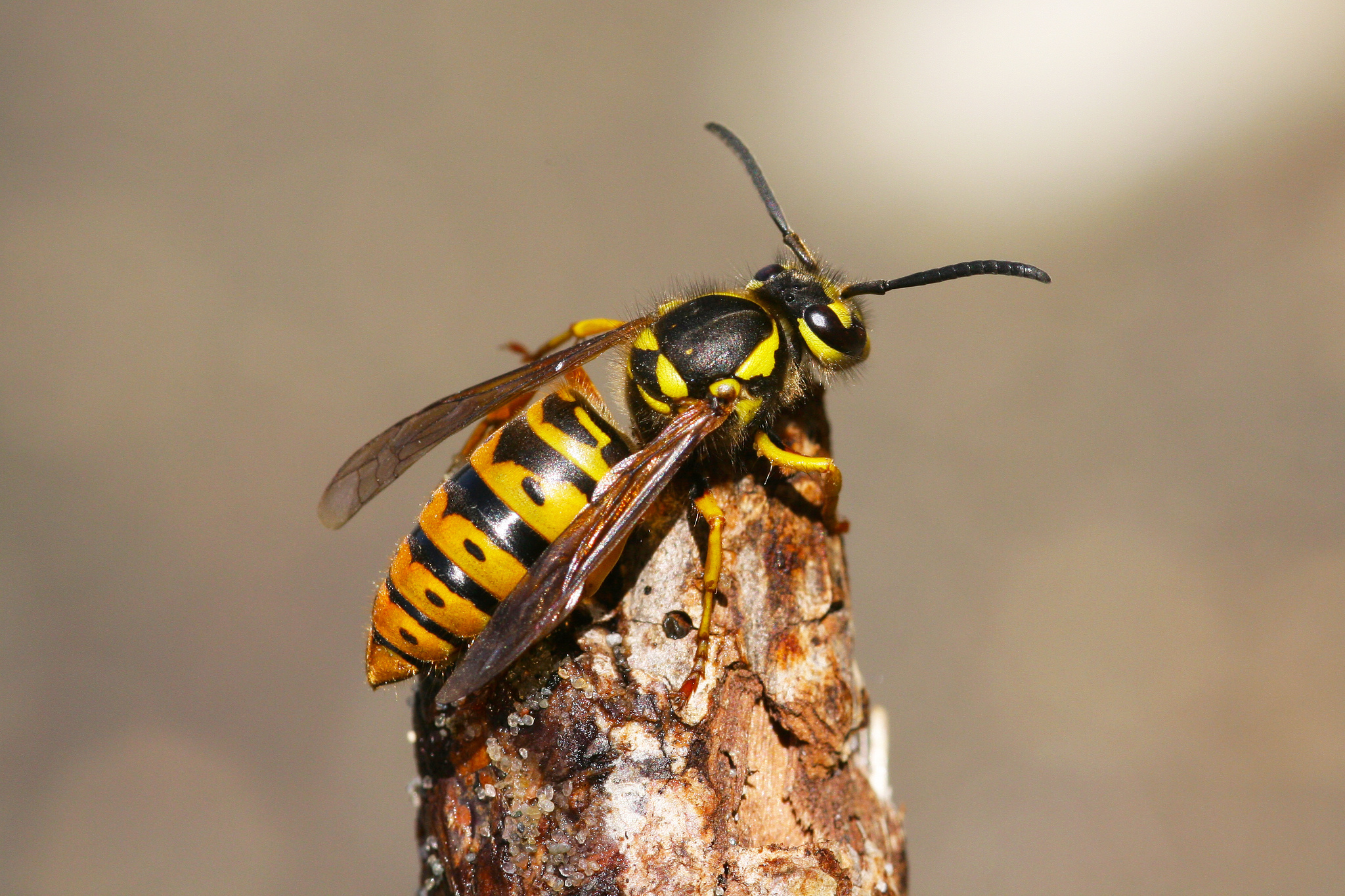 Bait for Eastern Yellowjacket (Vespula maculifrons) - Ask Extension