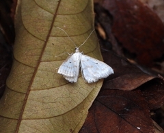 Derambila dentiscripta