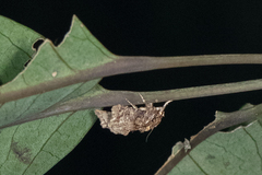 Callopistria guttulalis