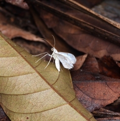 Derambila dentiscripta