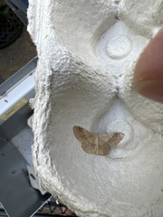 Idaea aversata