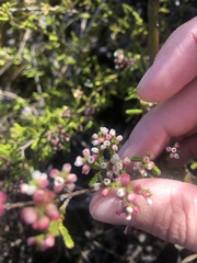 Micromyrtus