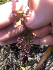 Micromyrtus