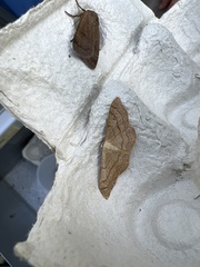 Idaea aversata