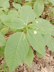 Impatiens parviflora