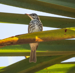 Ramsayornis fasciatus