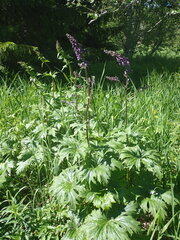 Aconitum septentrionale