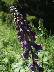 Aconitum septentrionale