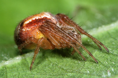 Araneus triguttatus