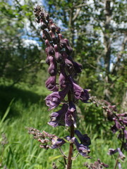 Aconitum septentrionale