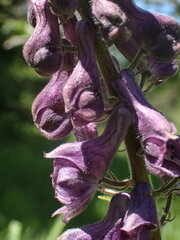 Aconitum septentrionale