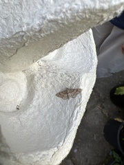 Gymnoscelis rufifasciata