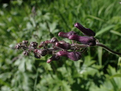 Aconitum septentrionale