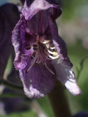 Aconitum septentrionale