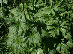 Aconitum septentrionale