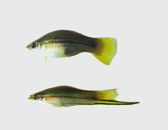 Xiphophorus hellerii