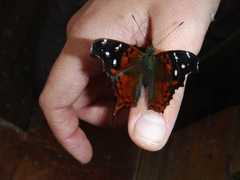 Hypanartia cinderella