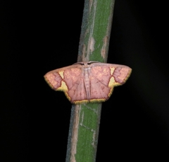 Chrysocraspeda phlogea