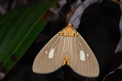 Asota plaginota