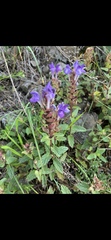 Scutellaria altaica