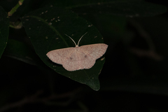 Perixera absconditaria
