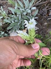 Scutellaria mongolica