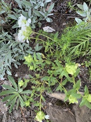 Scutellaria mongolica