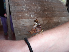 Hypanartia cinderella