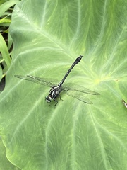 Asiagomphus pryeri