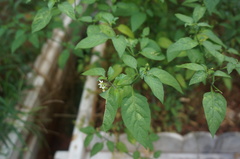 Solanum americanum