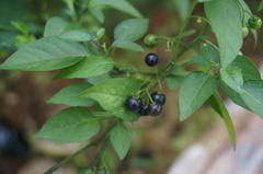 Solanum americanum