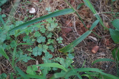 Oxalis corniculata