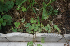 Oxalis corniculata