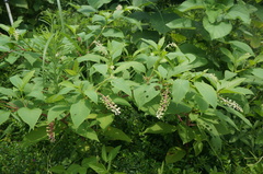 Phytolacca americana