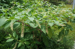 Phytolacca americana