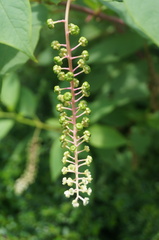 Phytolacca americana