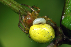 Araniella opisthographa