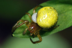 Araniella opisthographa
