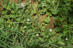 Mazus pumilus