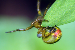Araniella opisthographa