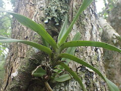 Cyrtorchis arcuata