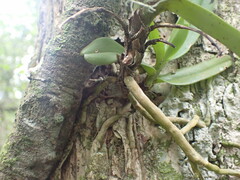 Cyrtorchis arcuata