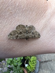 Peribatodes rhomboidaria