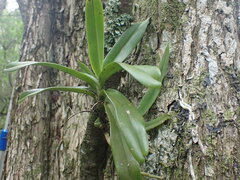 Cyrtorchis arcuata