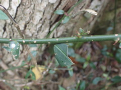 Capparis sepiaria