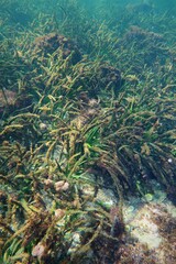 Posidonia australis